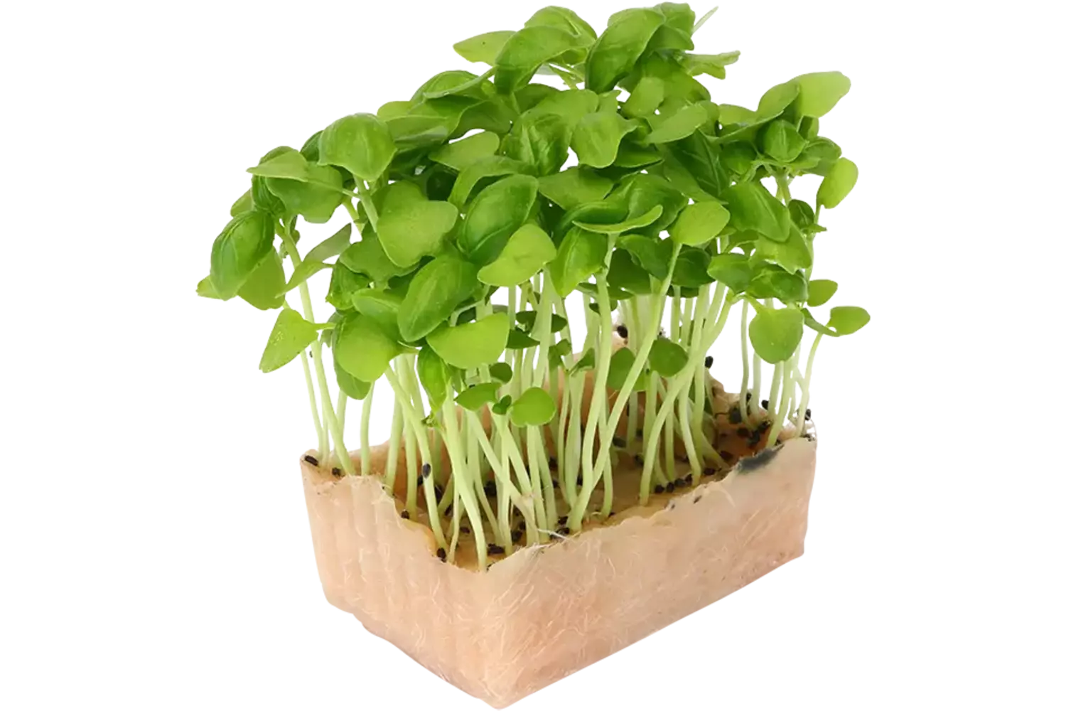 Basil Cress Duo TOPSEAL stuk
